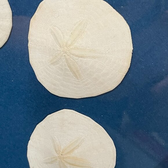 Real Sand Dollar Pictures Set of 2 - Picture 6 of 7